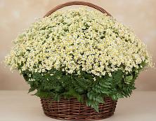 Цветочная композиция из Ромашки в корзине #REPLACE_PRED# Березовке Воронежской области