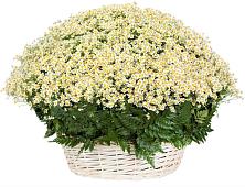 Цветочная композиция из Ромашки в корзине #REPLACE_PRED# Березовке Воронежской области